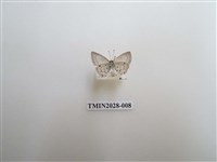 藏品(黑星灰蝶)的圖片